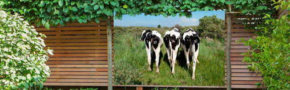 org:/product-category pages/tuindecoratie_banner.jpg